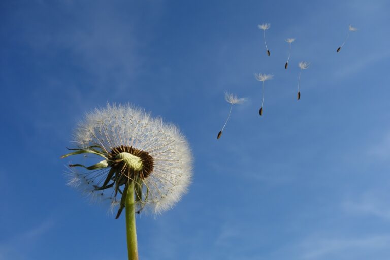 Dandelion 463928_1280