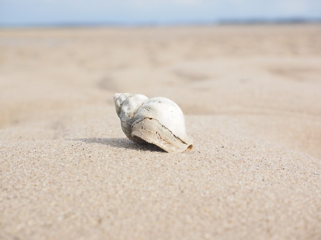 Snail 2867882_1280