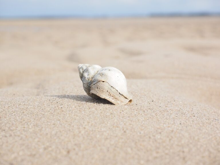 Snail 2867882_1280